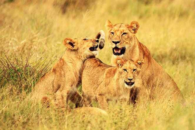 Natural World - Kampf in der Kalahari: Löwen gegen Elefanten - Filmfotos