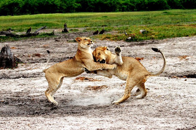 The Natural World - Return of the Giant Killers: Africas Lion Kings - Kuvat elokuvasta