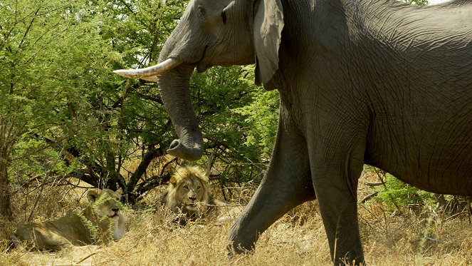 Natural World - Kampf in der Kalahari: Löwen gegen Elefanten - Filmfotos