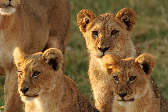 The Natural World - Return of the Giant Killers: Africas Lion Kings - Photos