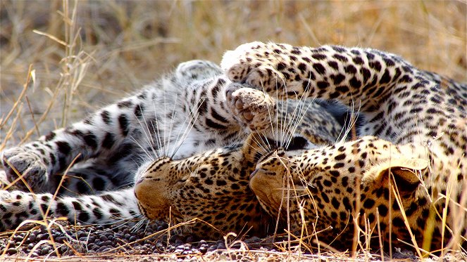 The Natural World - Season 34 - Africa's Fishing Leopards - Z filmu