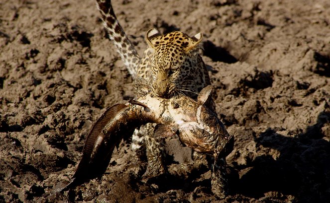 The Natural World - Season 34 - Africa's Fishing Leopards - Kuvat elokuvasta