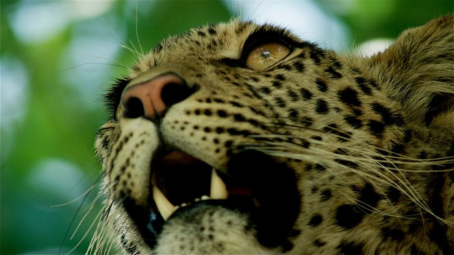A természeti világ - Season 34 - Africa's Fishing Leopards - Filmfotók