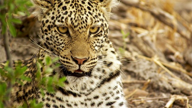 The Natural World - Africa's Fishing Leopards - Photos