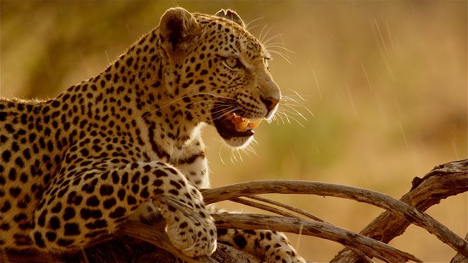 A természeti világ - Season 34 - Africa's Fishing Leopards - Filmfotók