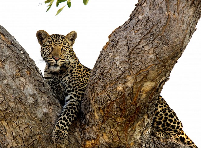 The Natural World - Season 34 - Africa's Fishing Leopards - De la película