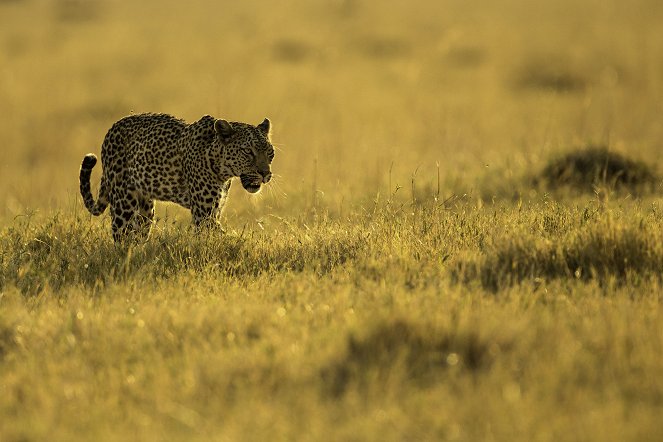 Natural World - Die Leoparden von Savuti - Filmfotos