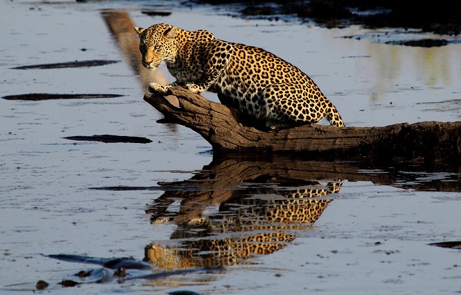 The Natural World - Africa's Fishing Leopards - Photos