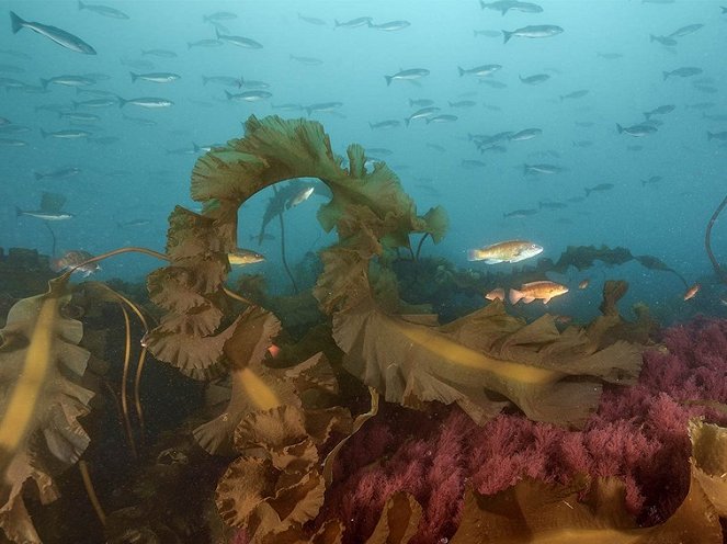 Sea of Hope: America's Underwater Treasures - De la película