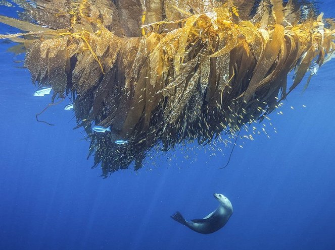 Sea of Hope: America's Underwater Treasures - Photos