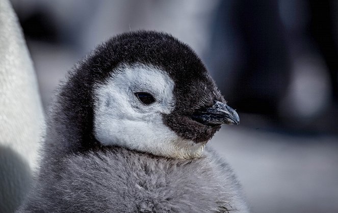 Snow Chick: A Penguin's Tale - Do filme
