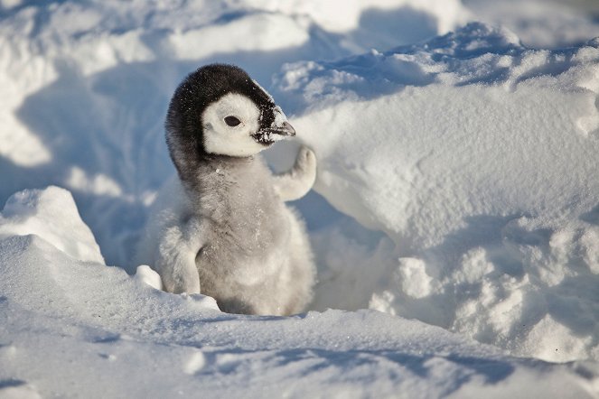 Snow Chick: A Penguin's Tale - Do filme
