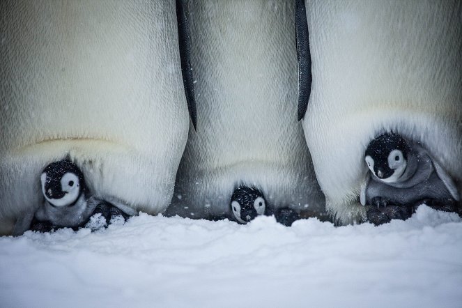 Egy pingvinfióka élete - Filmfotók