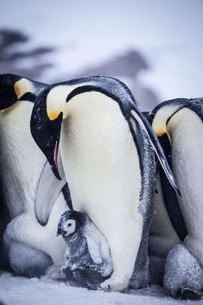 Snow Chick: A Penguin's Tale - Photos