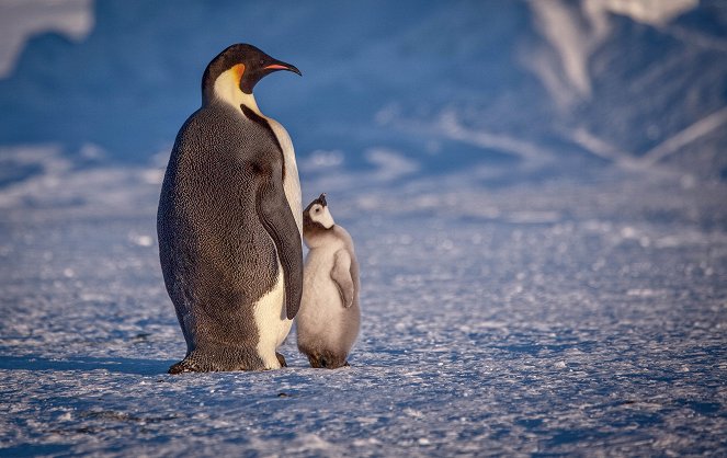 Egy pingvinfióka élete - Filmfotók