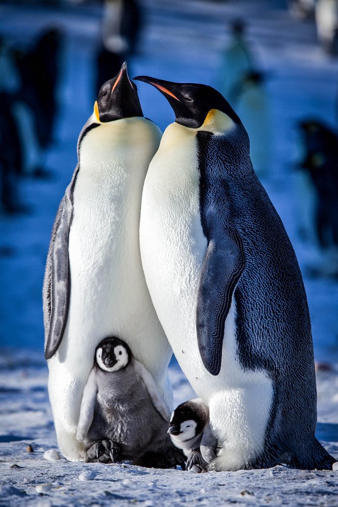 Příběh malého tučňáka - Z filmu