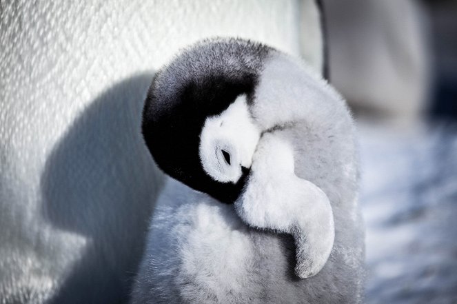 Příběh malého tučňáka - Z filmu
