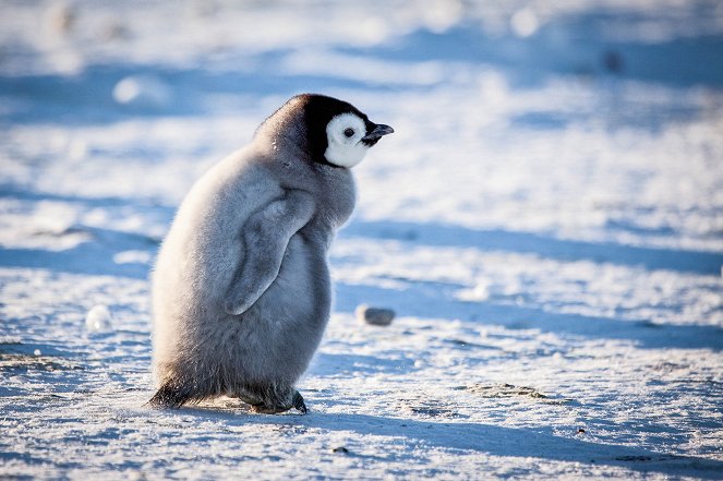 Snežné vtáča - príbeh malého tučniaka - Z filmu