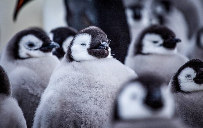 Universum: Eisbabys - Eine Kindheit in der Antarktis - Filmfotos