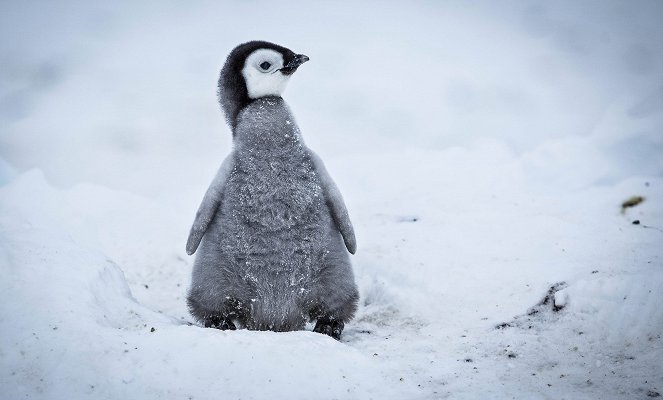 Snow Chick: A Penguin's Tale - Film