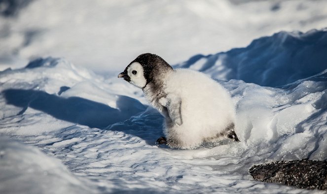 Pieni pingviininpoikanen - Kuvat elokuvasta