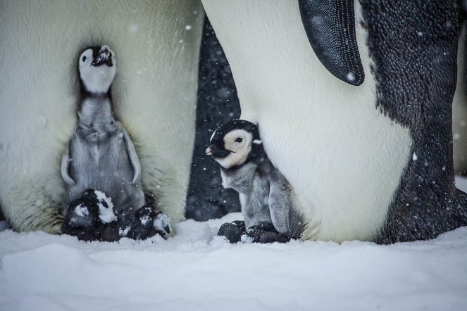 Pieni pingviininpoikanen - Kuvat elokuvasta