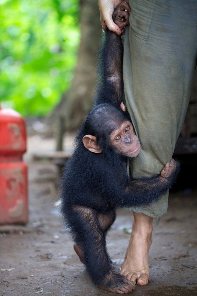 The Fabulous Story of Canelle the Chimp - Photos