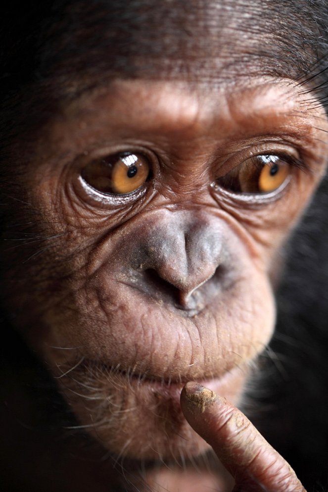 The Fabulous Story of Canelle the Chimp - Photos