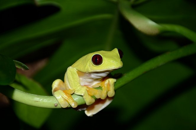 The Natural World - Season 33 - Attenborough's Fabulous Frogs - Van film