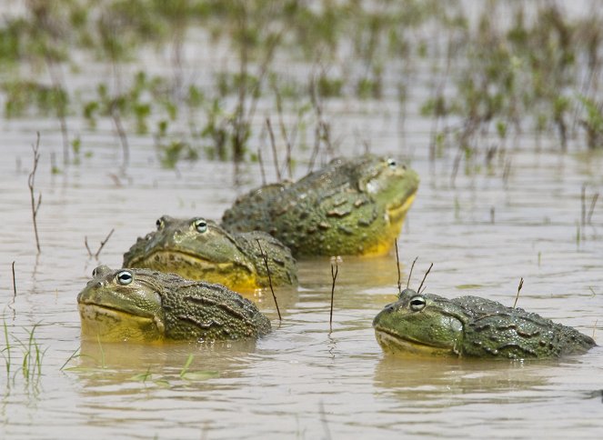 The Natural World - Season 33 - Attenborough's Fabulous Frogs - Van film