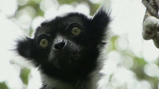 Madagaskars lemurer - Kuvat elokuvasta