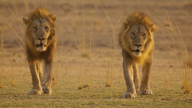 Africa's Hunters - Kuvat elokuvasta