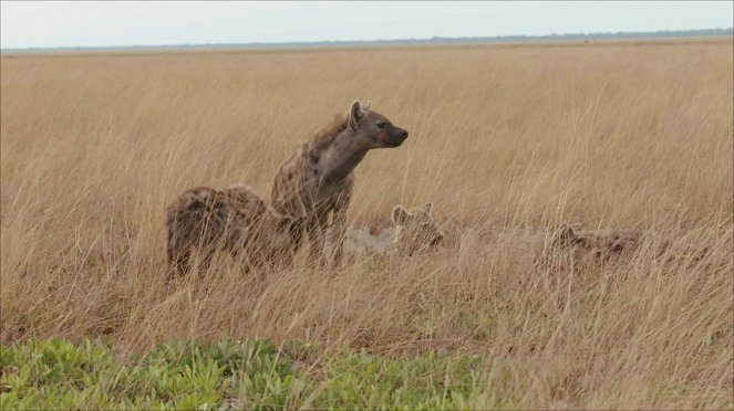 Africa's Hunters - De la película