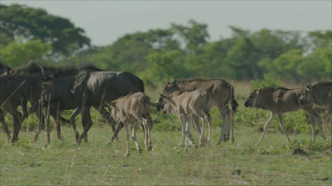 Africa's Hunters - Van film