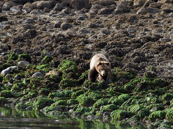 Feast of the Grizzly - Film