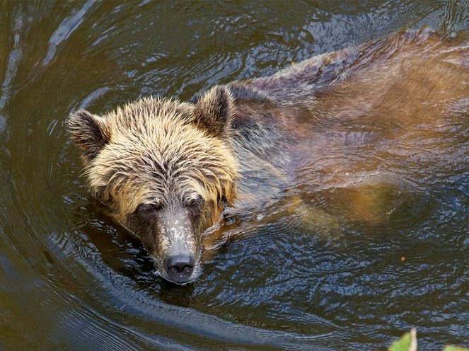 Grizzlyk lakomája - Filmfotók