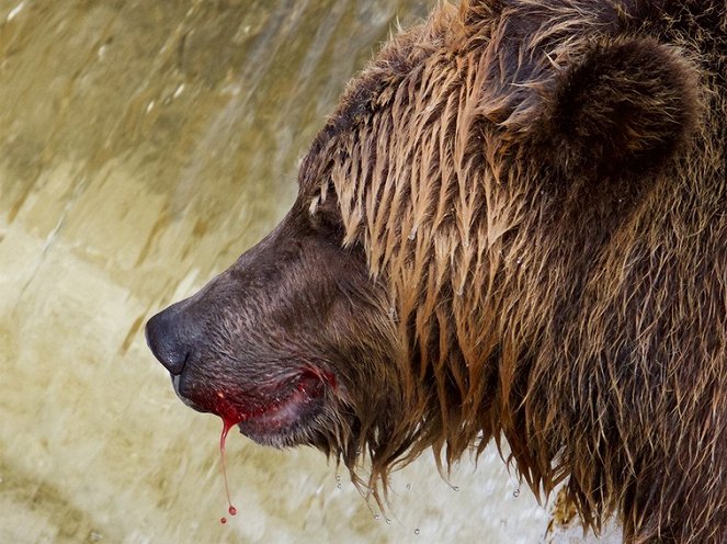 Feast of the Grizzly - Kuvat elokuvasta