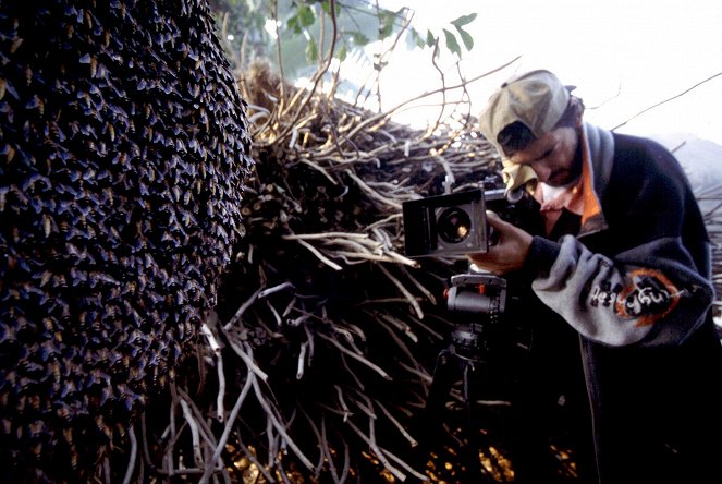 Universum: Assam - Im Land der Bienenbäume - Kuvat elokuvasta