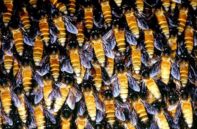 Assam - Im Land der Bienenbäume - Filmfotos