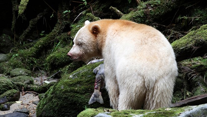 Im Regenwald der Geisterbären - Filmfotos
