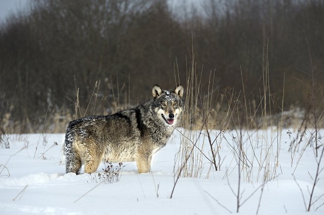 Vlci v Černobylu - Z filmu