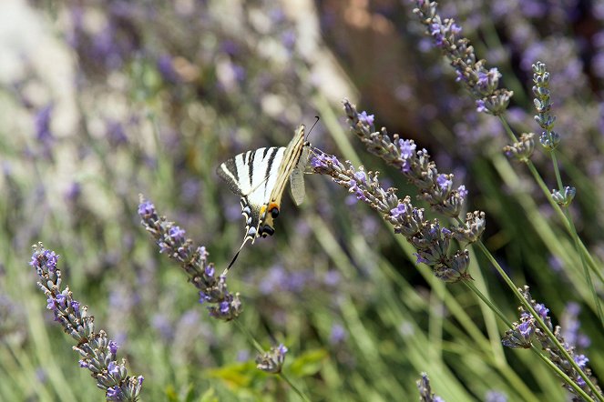 Le Génie des plantes - Kräuterwelten der Provence - Film