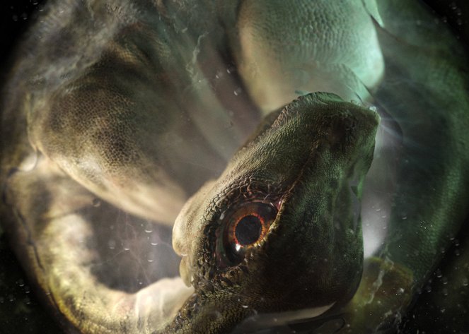 David Attenborough és az óriásdinoszaurusz - Filmfotók