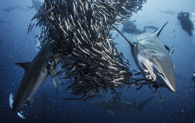 Die Welt der Haie - Filmfotos