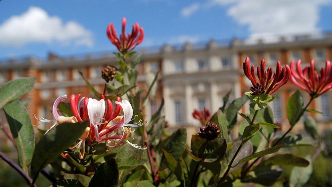 Jardins royaux - Hampton Court - Photos