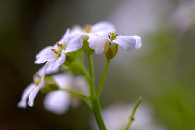 Pénzt termő növények - Filmfotók
