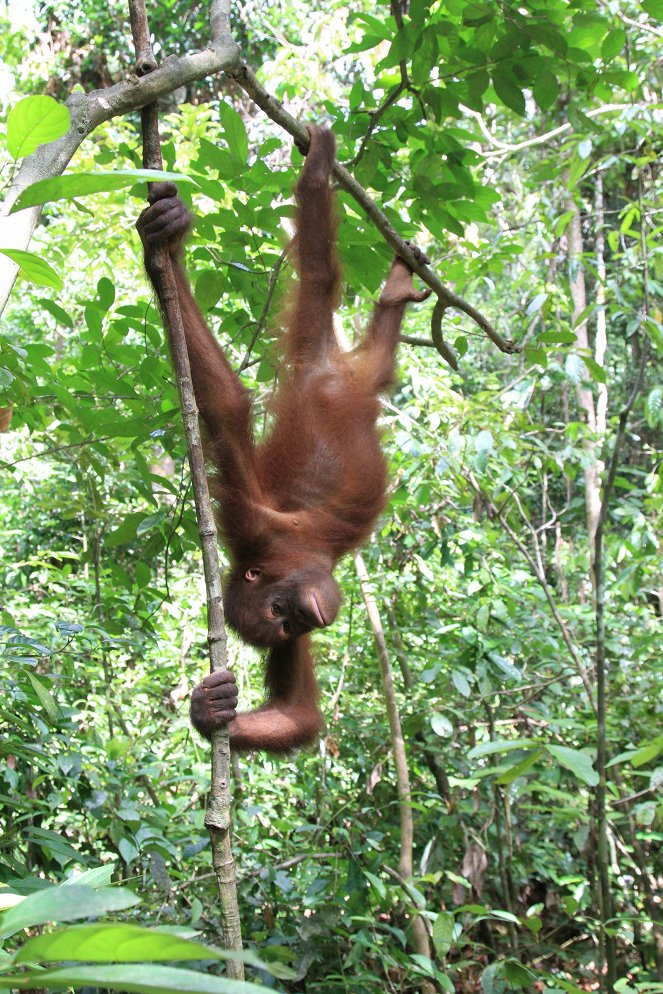 Borneos geheime Wildnis - Filmfotos