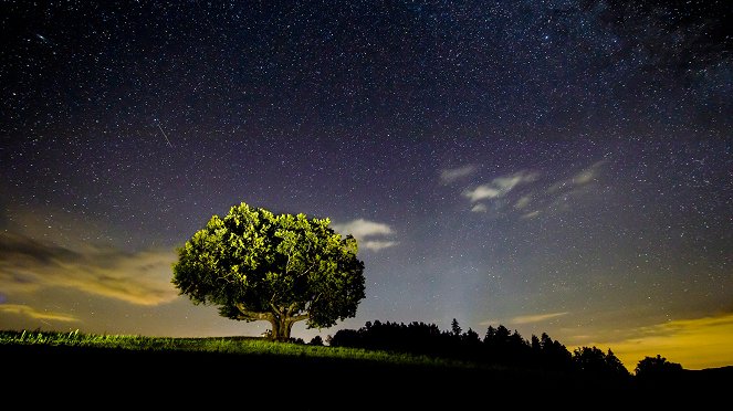 Die geheimnisvolle Welt der Bäume - Naturschätze der Steiermark - Filmfotók