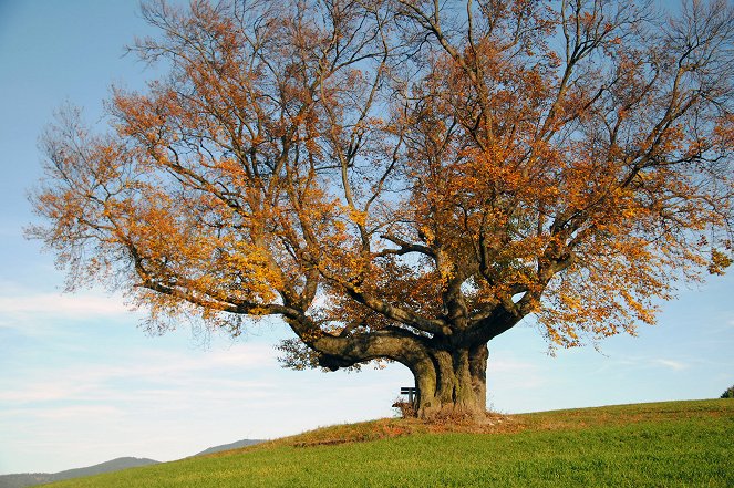 Die geheimnisvolle Welt der Bäume - Naturschätze der Steiermark - Filmfotos