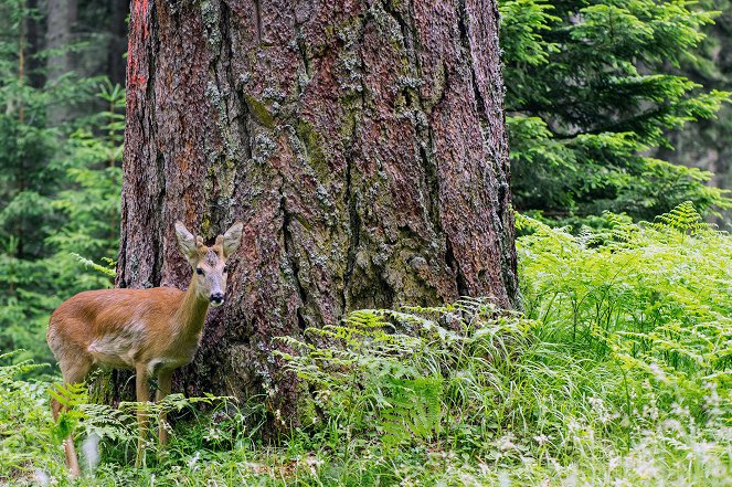 Die geheimnisvolle Welt der Bäume - Naturschätze der Steiermark - Photos